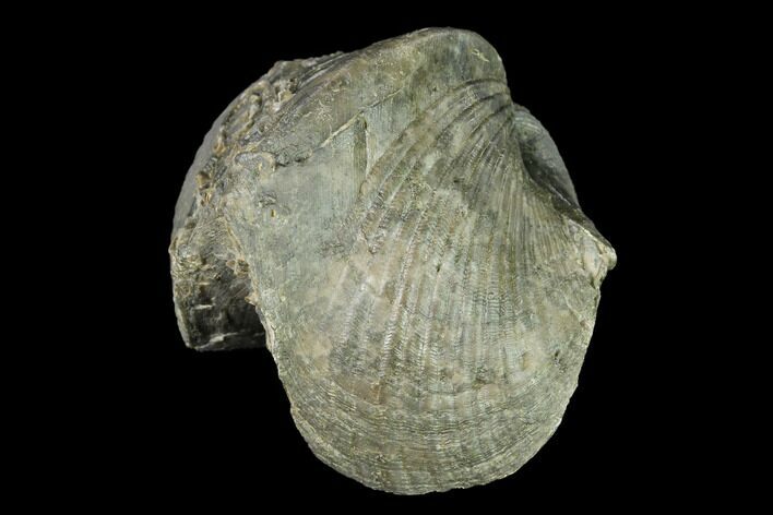 Pyrite Replaced Brachiopod (Paraspirifer) Fossil - Ohio #142155